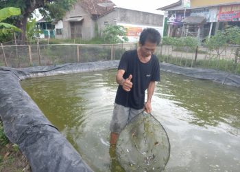 Pembibitan Ikan Gurami di Pringsewu Utara