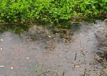 Petani Bumiarum