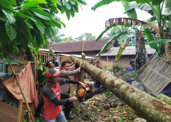 Pohon Tumbang Timpa Rumah Warga, pringsewu.lappung.com
