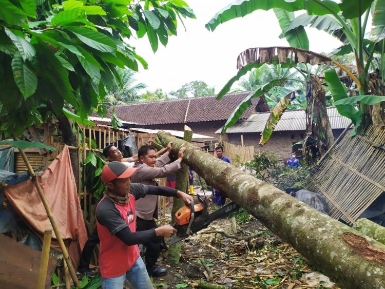 Pohon Tumbang Timpa Rumah Warga, pringsewu.lappung.com