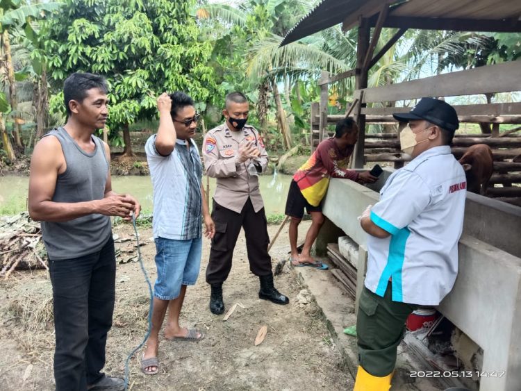 Penyakit Mulut dan Kaki