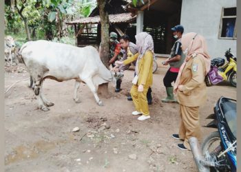 Vaksinasi PMK di Gadingrejo