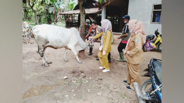 Vaksinasi PMK di Gadingrejo
