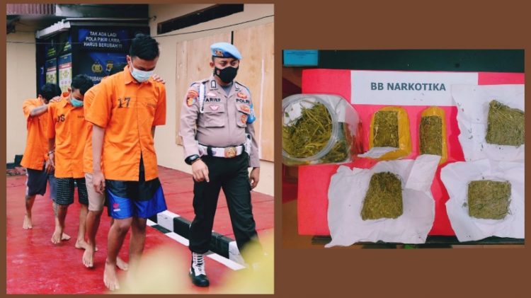 Pengedar Ganja di Pringsewu