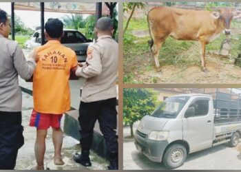 Polsek Sukoharjo Tangkap Spesialis Pencuri Sapi
