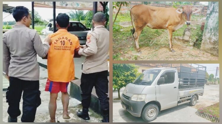 Polsek Sukoharjo Tangkap Spesialis Pencuri Sapi
